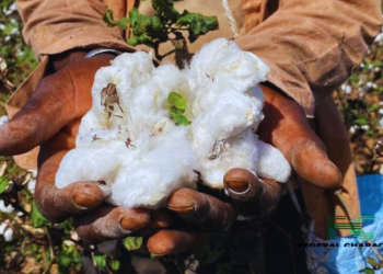 West Africa Hopes on Chemicals to Control New Cotton Pest