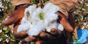 West Africa Hopes on Chemicals to Control New Cotton Pest