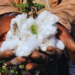 West Africa Hopes on Chemicals to Control New Cotton Pest