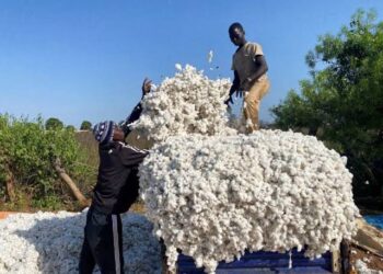 West Africa Hopes on Chemicals to Control New Cotton Pest