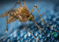 Why Do These Mosquitoes Love You (and Hate Your Friend)?