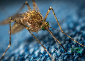 Why Do These Mosquitoes Love You (and Hate Your Friend)?