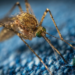 Why Do These Mosquitoes Love You (and Hate Your Friend)?