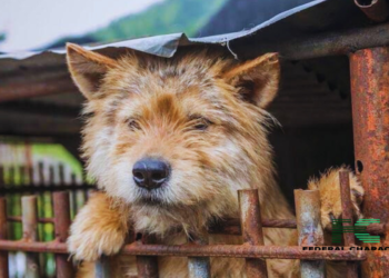 South Korean Parliament To Outlaw Dog Meat Trade