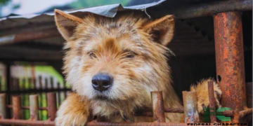 South Korean Parliament To Outlaw Dog Meat Trade