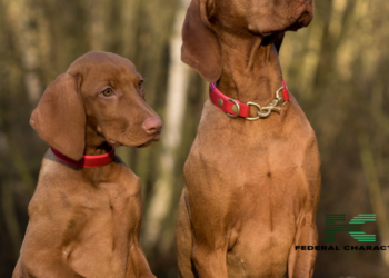 Don’t Panic! How to Handle an Animal Bite (and Prevent Future Ones)