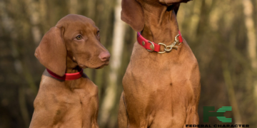 Don’t Panic! How to Handle an Animal Bite (and Prevent Future Ones)