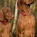 Don’t Panic! How to Handle an Animal Bite (and Prevent Future Ones)