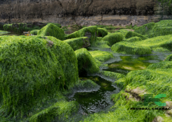 Can Algae Really Help You Live Longer? Exploring the Latest Research