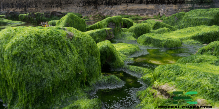 Can Algae Really Help You Live Longer? Exploring the Latest Research