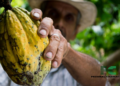 Ghana’s Cocoa Harvest Faces Challenges, But Hope Remains