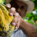 Ghana’s Cocoa Harvest Faces Challenges, But Hope Remains