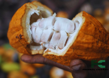 A Devastating Disease Threatens Ghana’s Cocoa Industry
