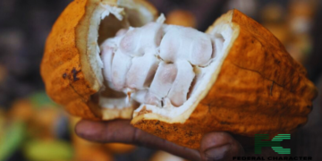 A Devastating Disease Threatens Ghana’s Cocoa Industry