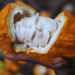 A Devastating Disease Threatens Ghana’s Cocoa Industry