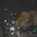 NCDC confirms Lassa Fever Cases In Over 10 States In Nigeria