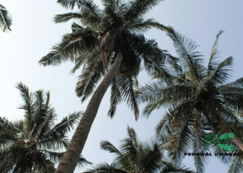 The Danger That Lurks In Consuming Excess Palm Oil