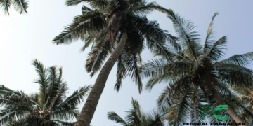 The Danger That Lurks In Consuming Excess Palm Oil