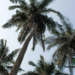 The Danger That Lurks In Consuming Excess Palm Oil