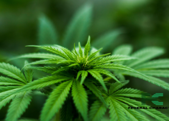 Cannabis now legal in Germany