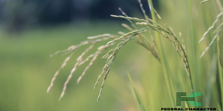 The Rising Cost of Rice in Nigeria: Implications and Solutions