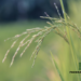 The Rising Cost of Rice in Nigeria: Implications and Solutions