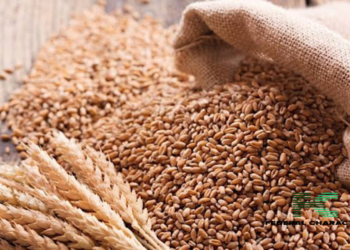 Grains Distribution Initiative Announced by Nigerian Government