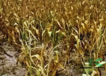 Zambia Faces Economic Challenges as Devastating Drought Looms