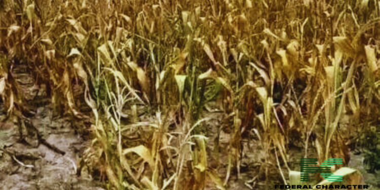 Zambia Faces Economic Challenges as Devastating Drought Looms