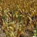 Zambia Faces Economic Challenges as Devastating Drought Looms