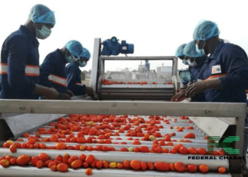 A new hope: GB Foods opens a tomato processing plant in kebbi state