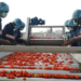 A new hope: GB Foods opens a tomato processing plant in kebbi state