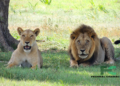 South Africa Ends Controversial Lion Breeding for Canned Hunting