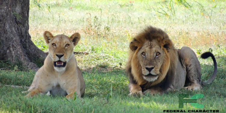 South Africa Ends Controversial Lion Breeding for Canned Hunting