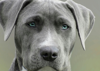 Menace: Ogun State Police Warns Dog Owners to Secure Pets in Cages