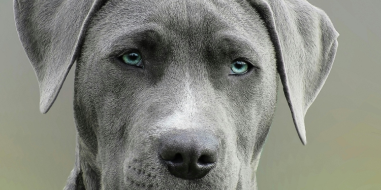 Menace: Ogun State Police Warns Dog Owners to Secure Pets in Cages