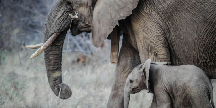 Elephants in Kenya Face Cross-Border Threat from Hunters