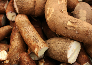 Cassava: A Cornerstone of Nigeria’s Culinary and Economic Landscape