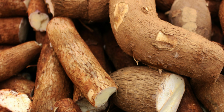Cassava: A Cornerstone of Nigeria’s Culinary and Economic Landscape