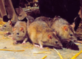 Lassa Fever On The Rise As 15 New Cases Are Recorded in One Week