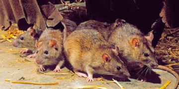 Lassa Fever On The Rise As 15 New Cases Are Recorded in One Week