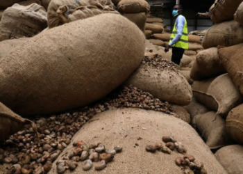 FG trains cashew farmers for cashew export