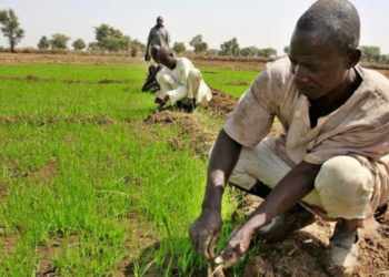 Revitalisation of agriculture: Bayelsa state makes move for more farmers