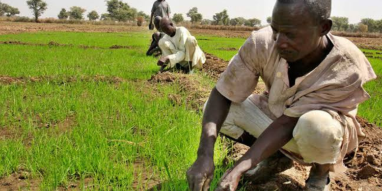 Revitalisation of agriculture: Bayelsa state makes move for more farmers