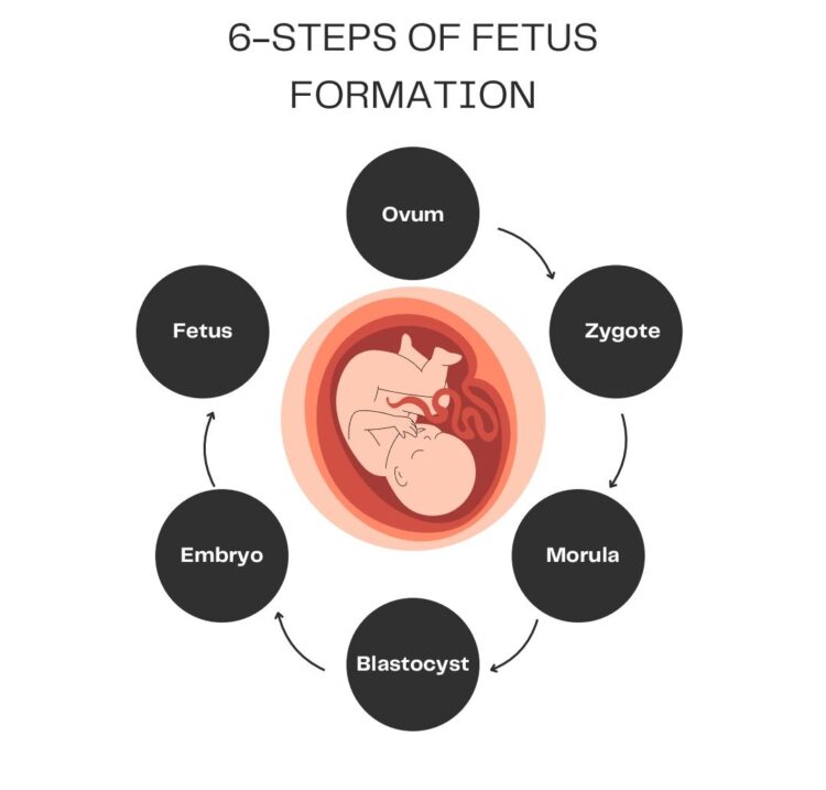 Chemical Pregnancy: Causes and Diagnosis