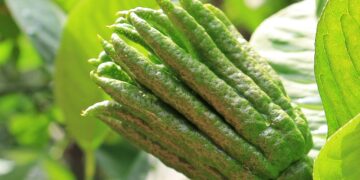 5 World’s Weirdest Fruits You Won’t Believe Actually Exist