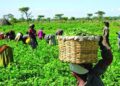 The Plight of Farmers in Odigbo Local Government Area, Ondo State: A Cry for Justice