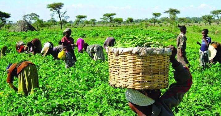 The Plight of Farmers in Odigbo Local Government Area, Ondo State: A Cry for Justice