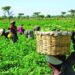 The Plight of Farmers in Odigbo Local Government Area, Ondo State: A Cry for Justice