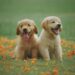 Movie Recap: A Good Day To Be A Dog (ep 1)